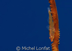 A small Brown Gobie in the Blue of the Red Sea... by Michel Lonfat 